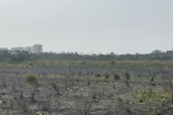 Bosque da Barra: novo capítulo