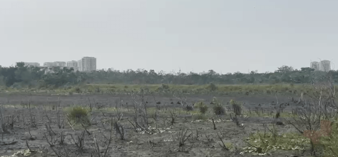 Bosque da Barra: novo capítulo