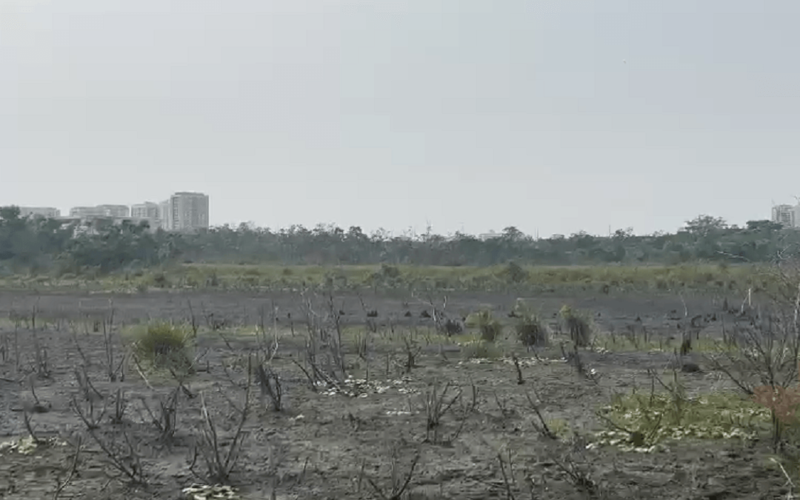 Bosque da Barra: novo capítulo